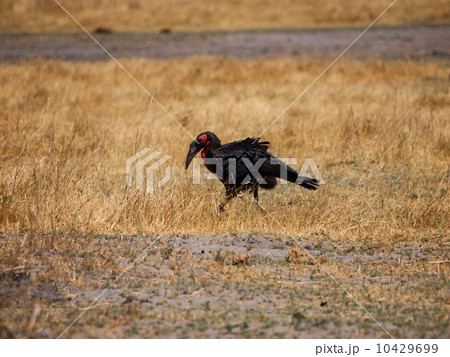 Ground hornbill 10429699