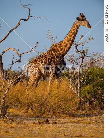Giraffe in savanna 10429701