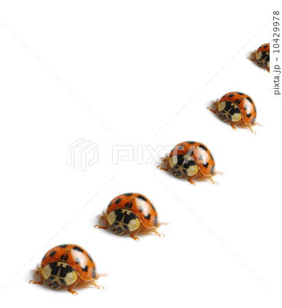 Macro ladybug 10429978