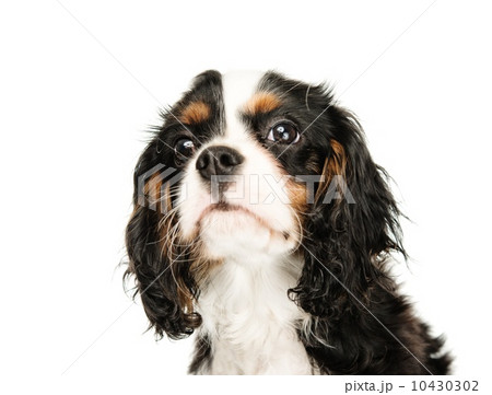 Cavalier King Charles Spaniel isolated on white background Cavalier King Charles Spaniel isolated on white background 10430302