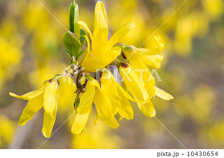 レンギョウ レンギョウ 10430654