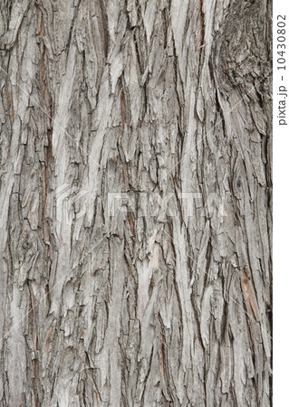 ラクウショウ　樹皮 10430802