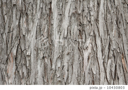 ラクウショウ 樹皮 ラクウショウ 樹皮 10430803