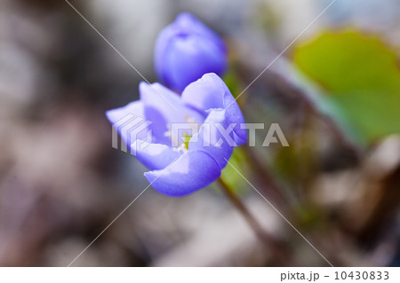 First spring flowers First spring flowers 10430833