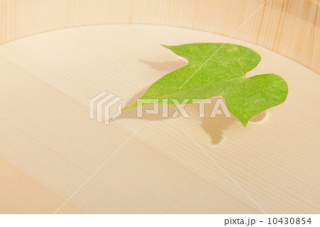 朝顔の葉 10430854