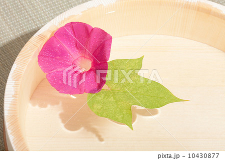 水桶に浮いた朝顔 10430877