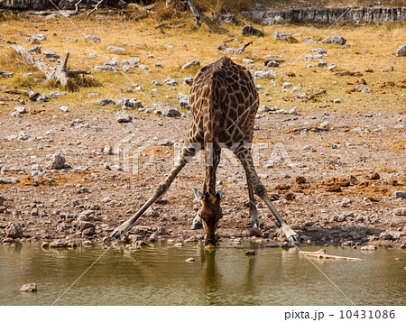 Thirsty giraffe drinking from waterhole 10431086