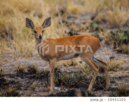 Kirk's dik-dik (Madoqua kirkii) 10431103