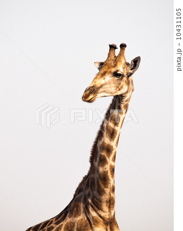 Giraffe portrait 10431105