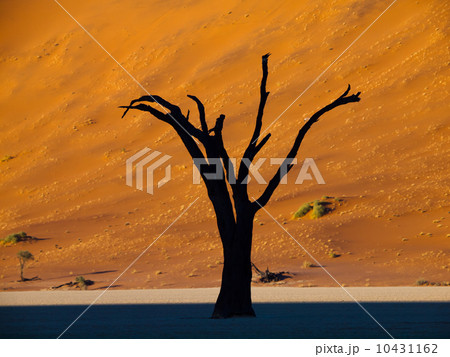 Dead trees in Sossusvlei Dead trees in Sossusvlei 10431162