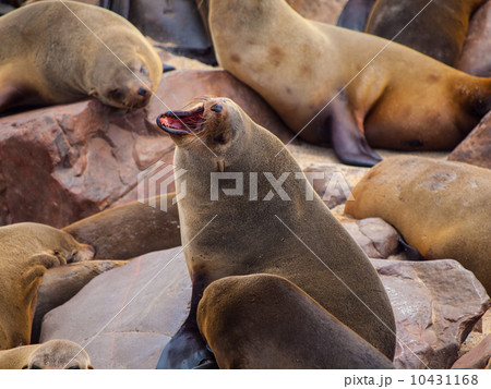 Brown Fur Seal (Arctocephalus pusillus) Brown Fur Seal (Arctocephalus pusillus) 10431168