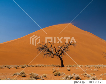 Acacia tree in front of Dune 45 in Namid desert Acacia tree in front of Dune 45 in Namid desert 10431170