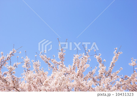 桜と青空 桜と青空 10431323