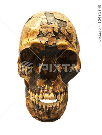 Reconstructed fossil skull of Homo Sapiens 10431349
