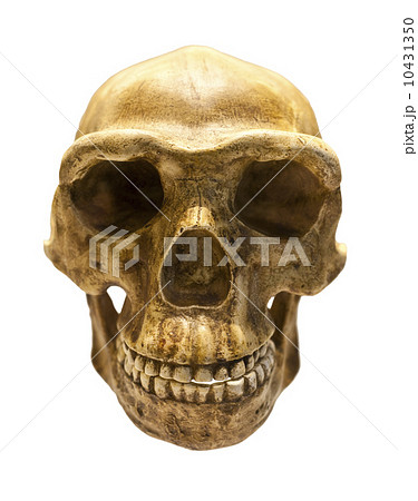 Fossil skull of Homo Antecessor 10431350