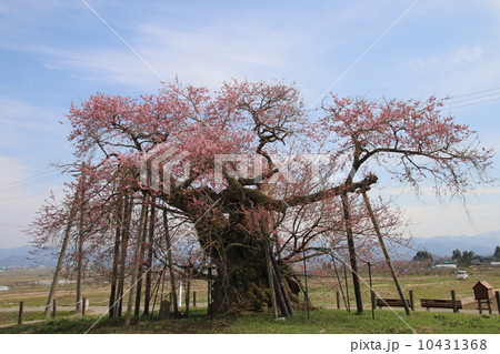 千歳桜 10431368
