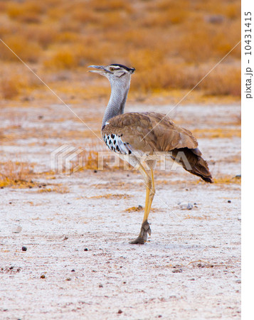 Kori bustard 10431415