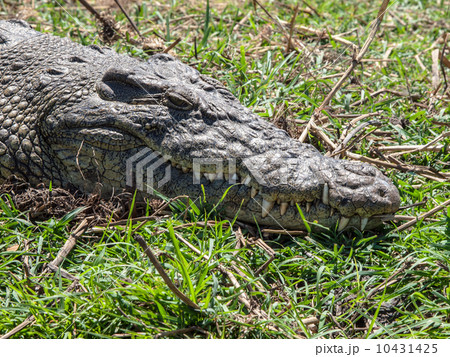 Head of african crocodile 10431425
