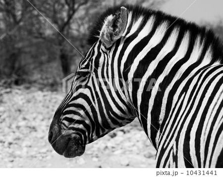 Zebra portrait in black and white Zebra portrait in black and white 10431441