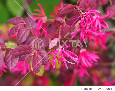 ベニバナトキワマンサク ベニバナトキワマンサク 10431504