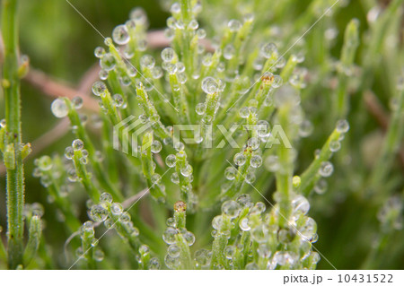 朝露に濡れる杉菜 朝露に濡れる杉菜 10431522
