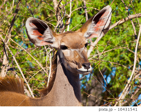 Female kudu antelope Female kudu antelope 10431541