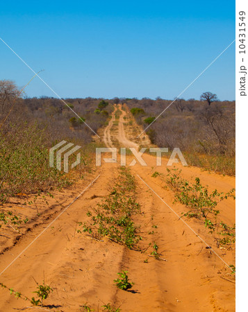 Endless sandy road of Chobe 10431549