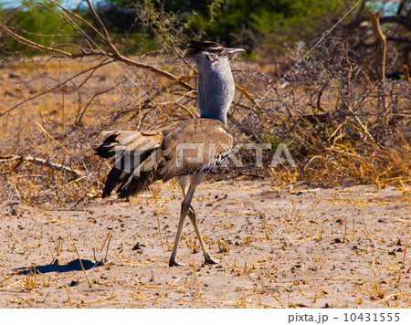 Kori bustard Kori bustard 10431555