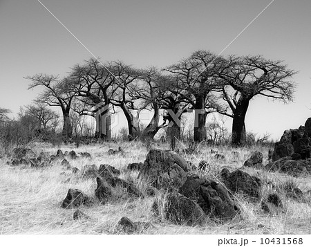 Baobab Paradise near Savuti in black and white Baobab Paradise near Savuti in black and white 10431568
