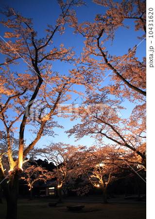 さくらの里の夜桜 さくらの里の夜桜 10431620