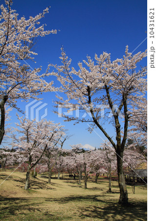 さくらの里の桜と富士山 さくらの里の桜と富士山 10431621