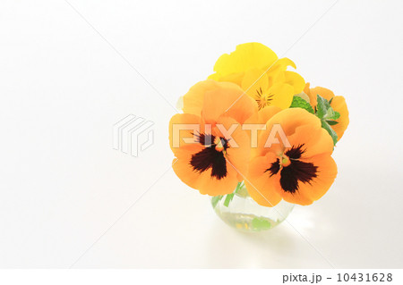 オレンジ色のパンジー 10431628