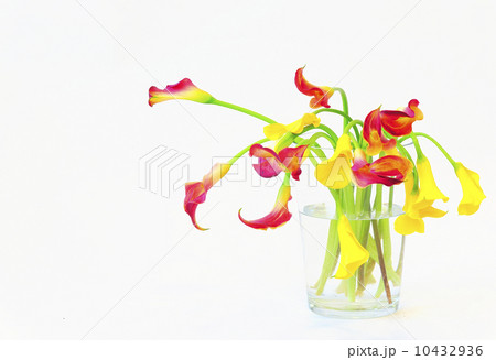 calla lilies in vase 10432936