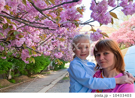 Pink  japanese cherry blossom and happy family (portrait) 10433403