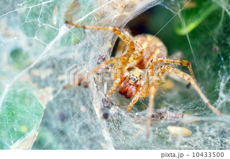 Araneus diadematus 10433500