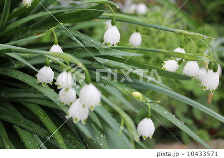 雨上がりのスズラン 10433571