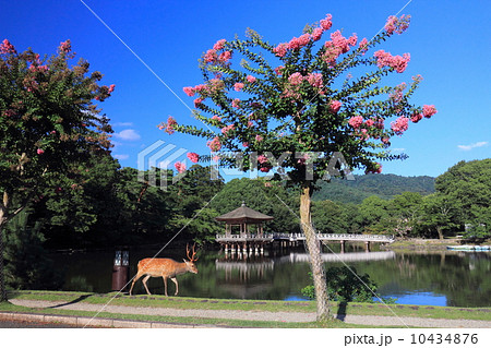 鹿とサルスベリと浮見堂 鹿とサルスベリと浮見堂 10434876