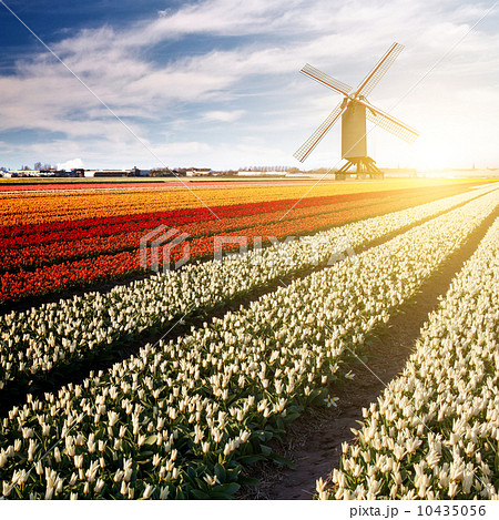 Windmill on field of tulips Windmill on field of tulips 10435056