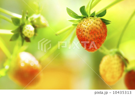 Strawberry fruits on the branch. Strawberry fruits on the branch. 10435313