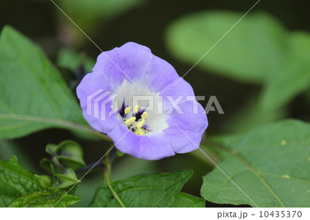 クロホオズキ クロホオズキ 10435370