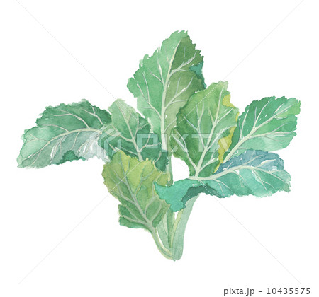 ケールのイラスト素材