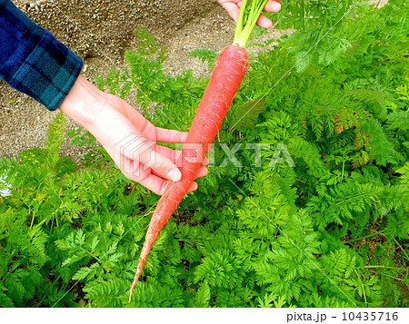 収穫した金時人参 10435716