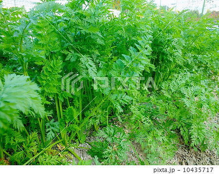 家庭菜園のニンジン 家庭菜園のニンジン 10435717