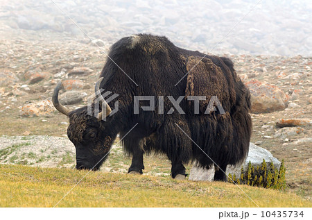 Tibetan  yak 10435734