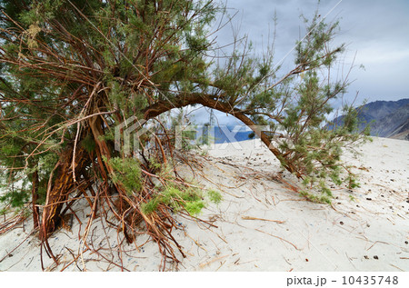 Bush in desert 10435748