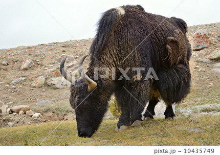 Tibetan  yak on pasture 10435749