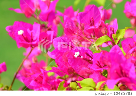 ハワイの休日 10435783