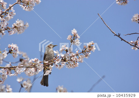 ホトトギス　高いところで 10435929