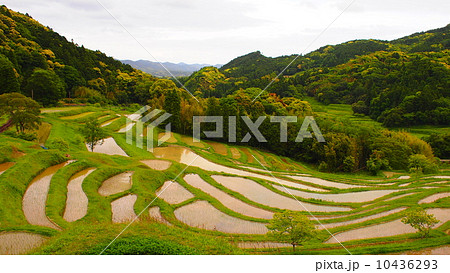 棚田<大山千枚田> 棚田<大山千枚田> 10436293