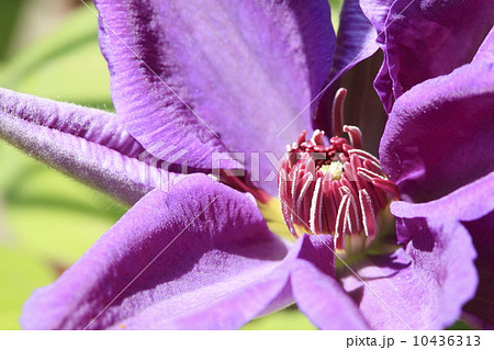 テッセン 10436313